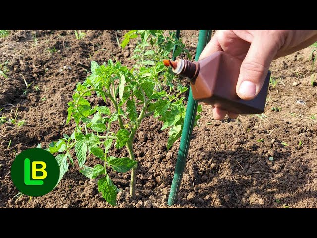 Just a few drops kill tomato blight. More flowers, fruits ripen faster class=