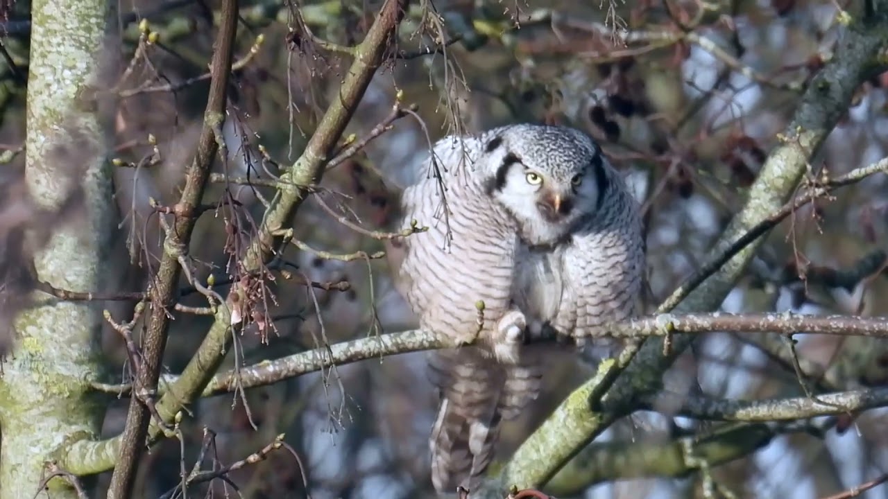 Chiemsee und Eulen inclusive. Sperbereule