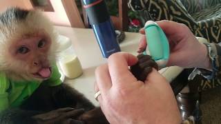 A Monkey Manicure