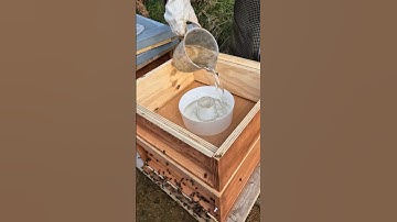 Top Bee Feeder Guide: Easy Feeding for a Healthier Hive #shorts #beekeeping #beehive #savethebees