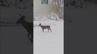 Hungry deer in winter.