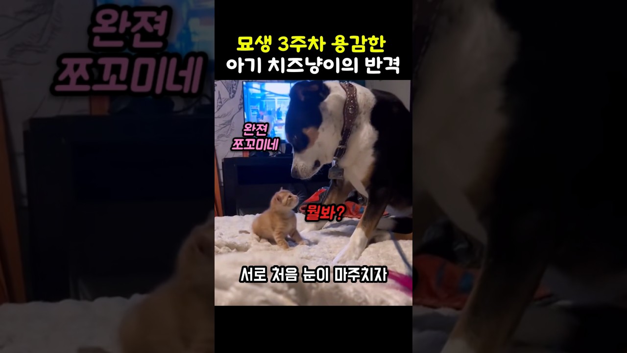 묘생 3주차 용감한 치즈냥이의 반격 ㅋㅋ #새끼고양이 #아기고양이 #아기냥이 #고양이영상 #고양이와강아지 #댕댕이 #개