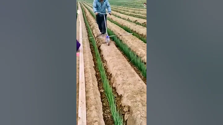 Smart Farmer Working On The Green Onion Farm 😎#satisfying #short - DayDayNews