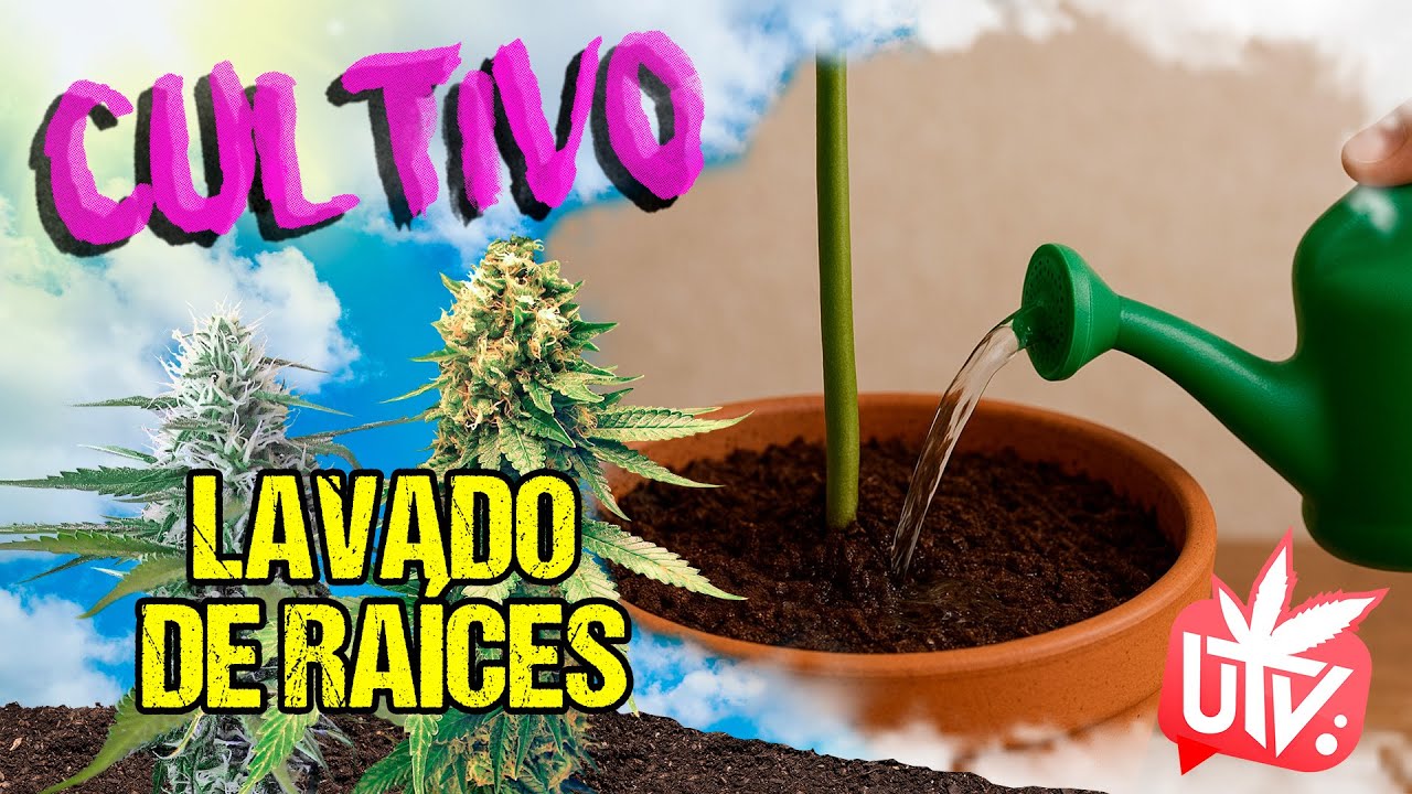 CULTIVO 💧 LAVADO DE RAÍCES