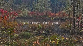 a forest for you.