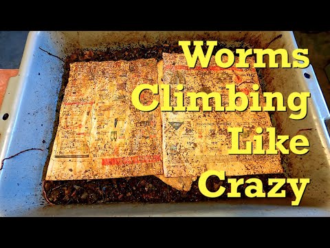 Video: Worms Escaping Compost - Làm thế nào để Thoát khỏi Bằng chứng Một Thùng Giun