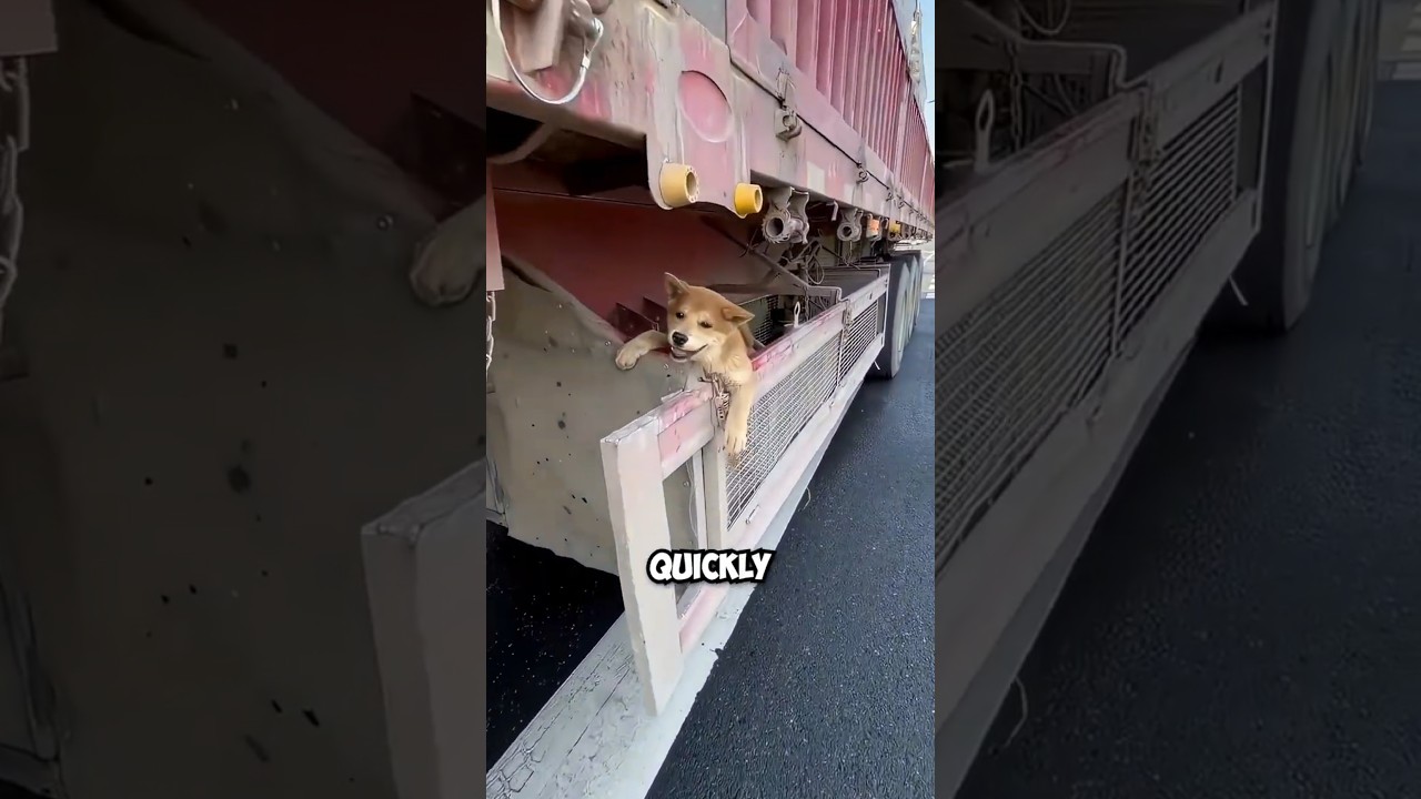 Their House Under The Truck Is Nicer Than Mine! 😭🛋️
