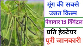 मूंग की सबसे उन्नत किस्म IPM 410-3 शिखा//मूंग की सफल खेती//moong ki Kheti kese kre