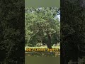 VACANT LAND FOR SALE IN SOUTH CAROLINA - 00 Poplar Cir, Summerville