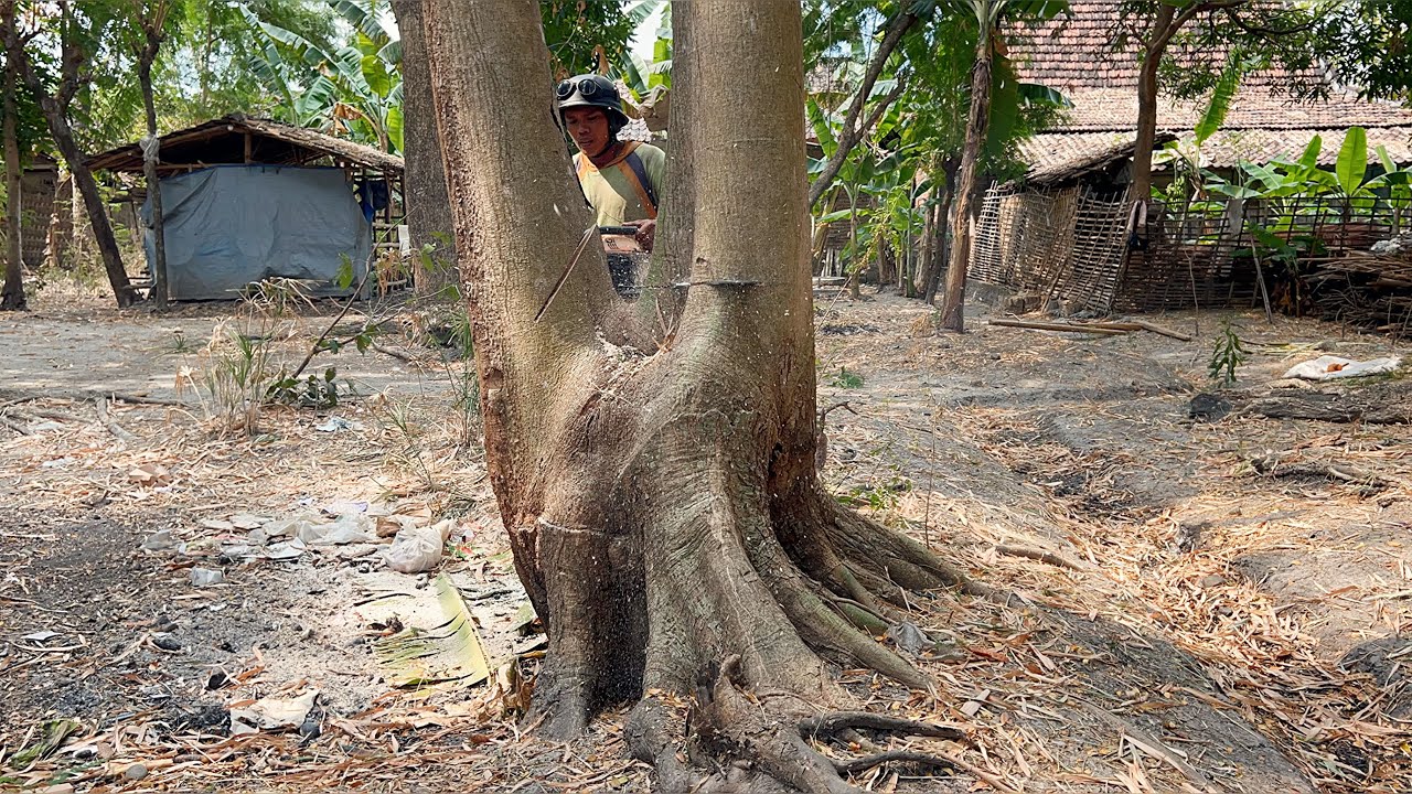 Danger of Spying ‼️ Cut down 2 dangerous trees behind the house. - YouTube