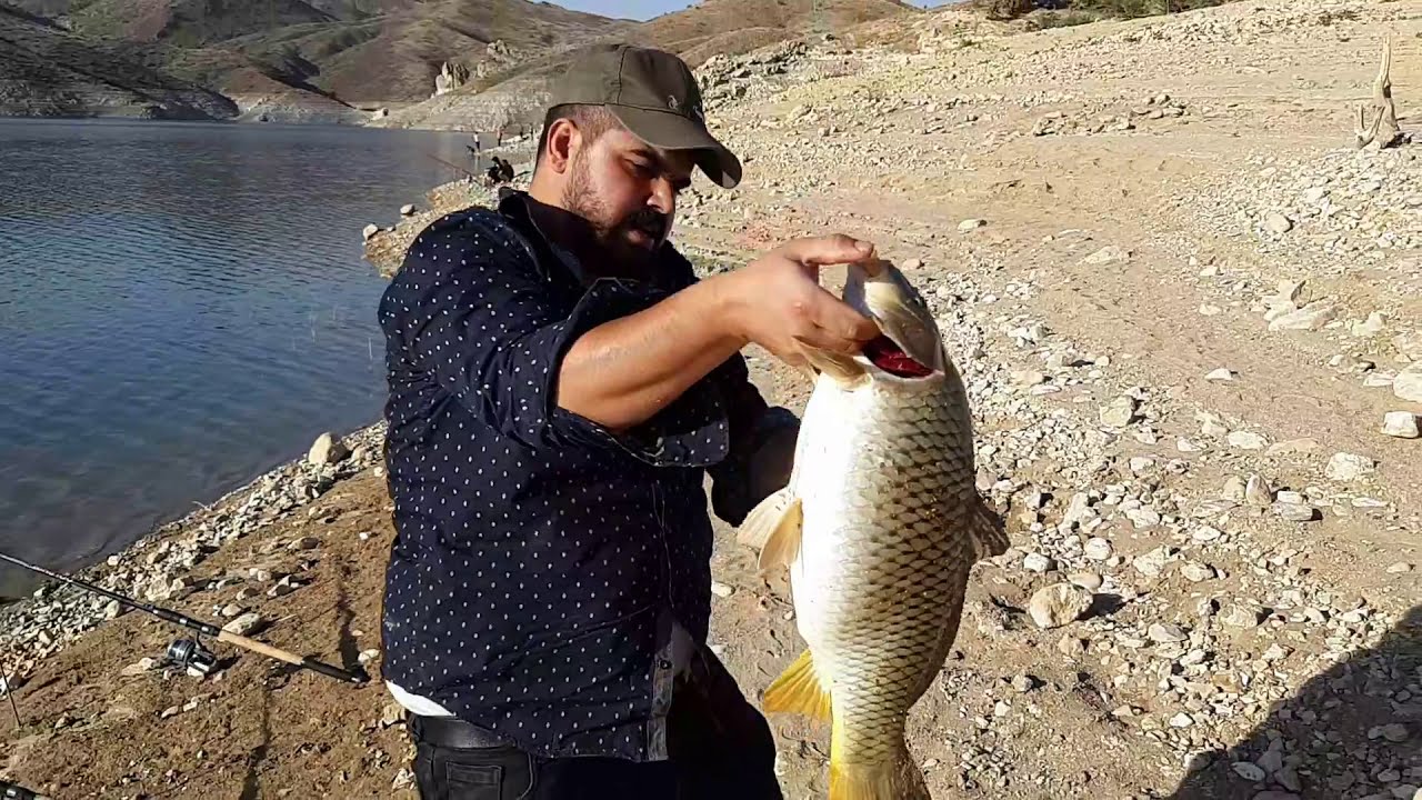 صيد سمك الكارب