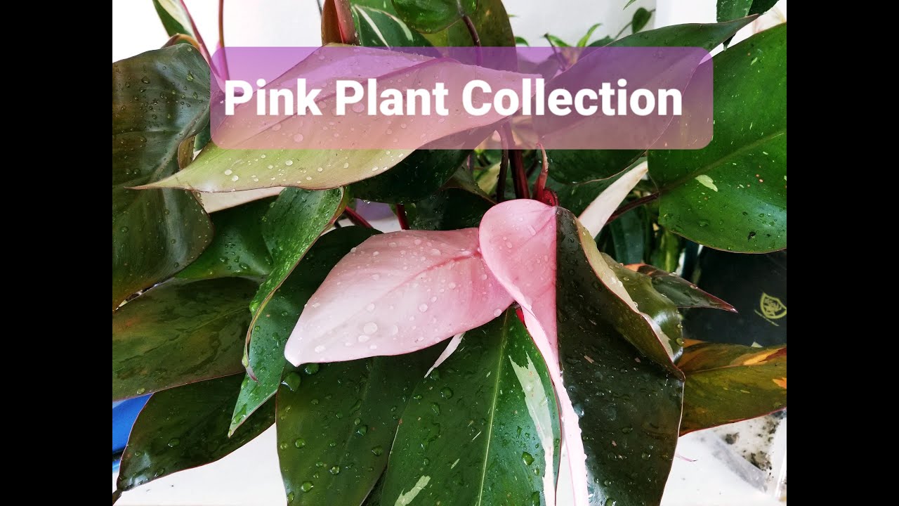 ALL my pink plants