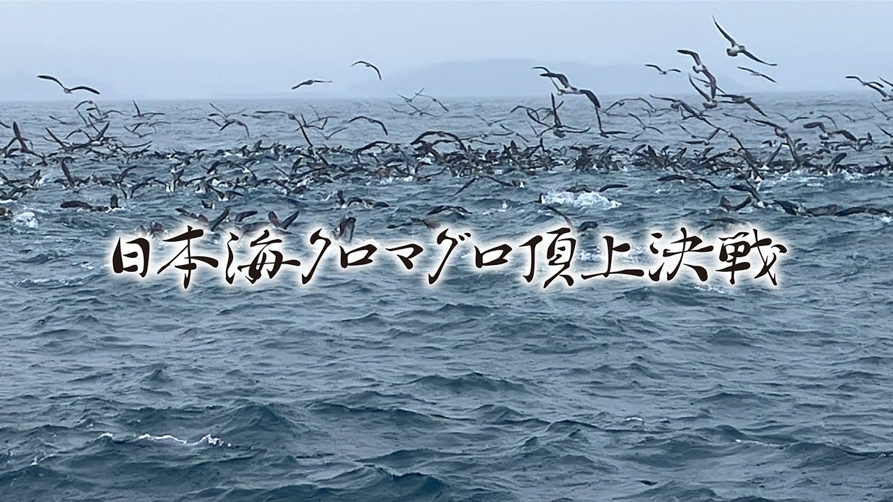 The ultimate showdown of bluefin tuna in the Sea of ​​Japan - YouTube