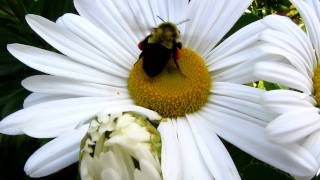 Bee On Daisy Macro