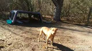 Johnson Kennels 2