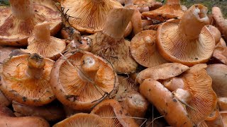 Сбор грибов в сентябре 2021.Царство рыжиков.Lactarius deliciosus.Мечта грибника!!!