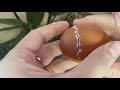 Инкубация яиц Марана/ Руки в КРОВИ/ Как помочь цыпленку  выбраться из скорлупы