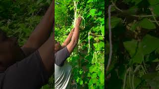 Home gardening, Home gardening, Organic gardening, Organic ,ගෙවතු වගාව ,gewathu wagawa ,kabanika