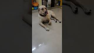 You Have Labrador WATCH THIS #labrador #dog #shorts