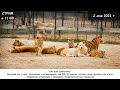 Стрим 2 мая: о жестоком обращении со львом; о жестоком обращении с жителями СНТ;  привет ветеринарам