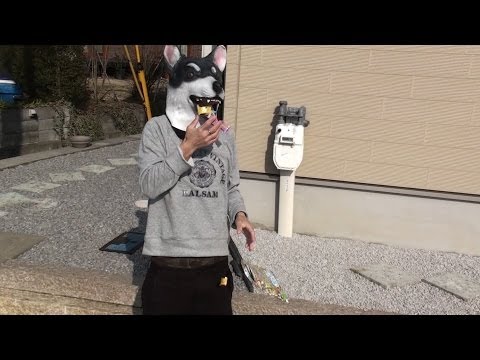 ぷっちょのCM作ってみた　Siberian Husky