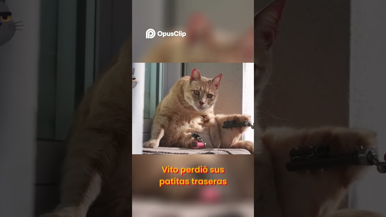 Vito  El Gato Biónico que Venció Un Accidente