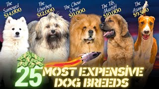 The 25 Most Expensive Dog Breeds In The World
