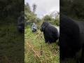 Trik jika ketemu langsung dengan gorila liar di hutan#shorts #videoshorts #gorila #gorilla
