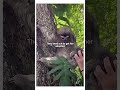 This sloth gave the adventurer a beautiful surprise 😱#sloth #wildliferescue #babyanimal
