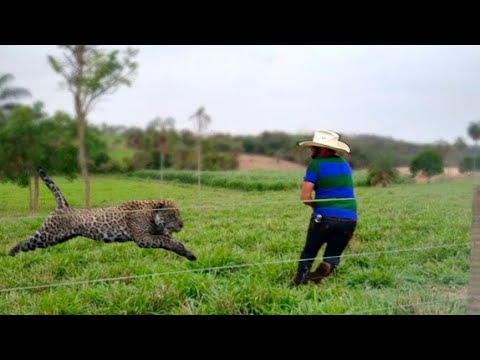 FAZENDEIRO DA DE CARA COM ONÇA E O PIOR ACONTECE