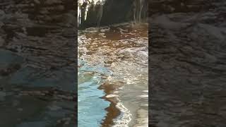 Koi Spawning In Late August