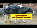 Cause of lameness in cows  rheumatism  management of rheumatism affecting cattle