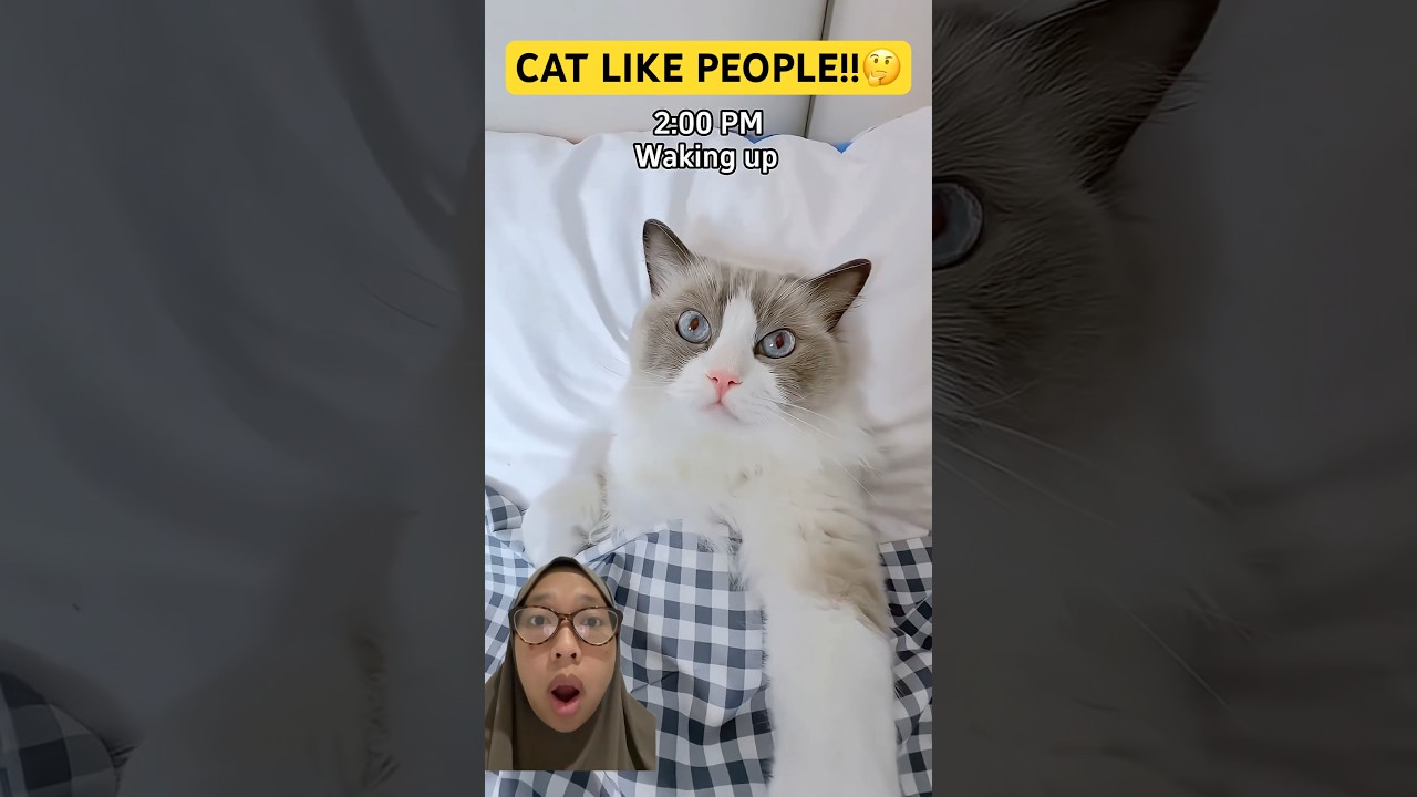 HUMAN-LIKE CATS ACTIVITIES!!🤔