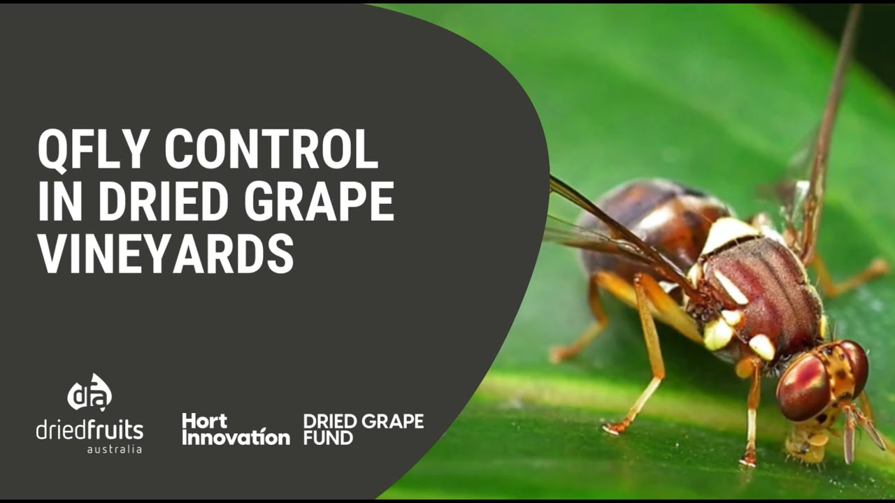 Queensland fruit fly control in dried grape vineyards
