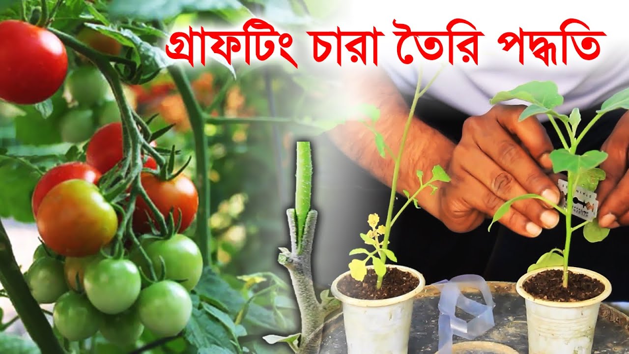 হাতে কলমে গ্রাফটিং টমেটো  || Tomato Grafting technique