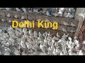 King of Delhi Pigeon | Danish Bhai k Kabutar | Delhi ki Kabootar bazi