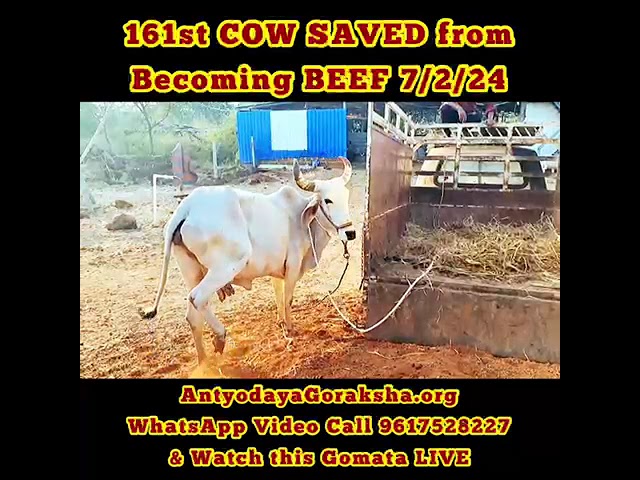 [07 Feb 2024] This Magnificient GomatA's Life SAVED