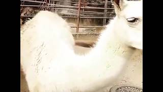 【大牟田市動物園 ラマ】全部歯でやります