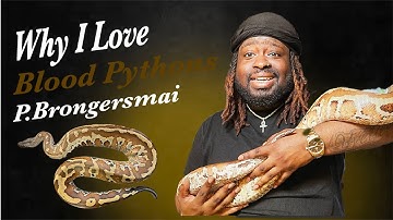 WHY BLOOD PYTHONS ARE MY FAVORITE SPECIES OF SNAKE...