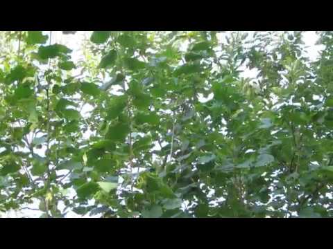 Hazelnut (Filbert) Bush - July 2016