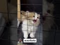 adoptenme #humor #cats #foryou #shorts