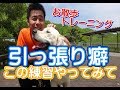 犬のしつけ【引っ張り癖】お散歩での引っ張り癖の練習方法を園長が実演♪　～犬のしつけ・ドッグトレーニング～