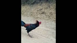 Download Lagu Rihlian Farm (2023) Ke sual ngam ar 8798314639 MP3