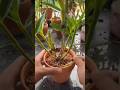 Amazing using beautiful techniques for repotting dendrobium plants into pot 🌳🌱🌵🌱🌱