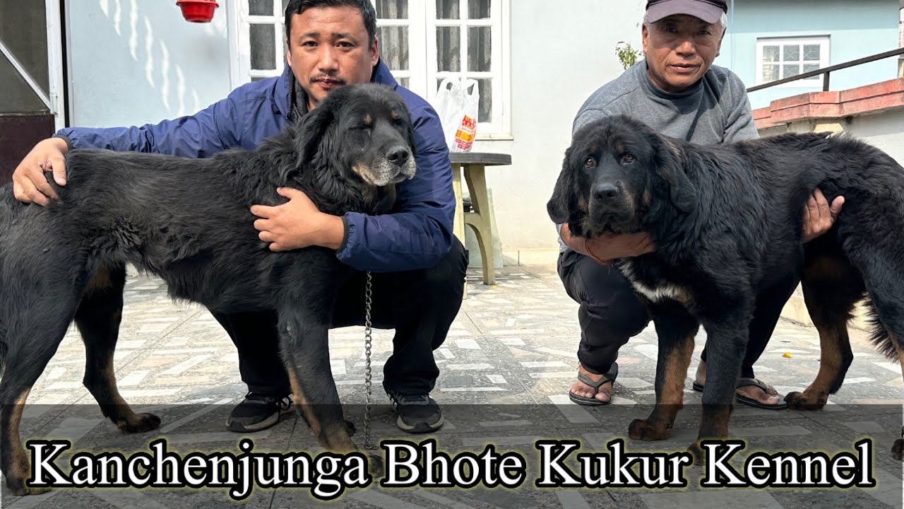 Bhote Kukkur In Nepal Kanchenjunga Bhote Kukur Kennel Dog Kennel In Nepal Bhotia Dog 🐶