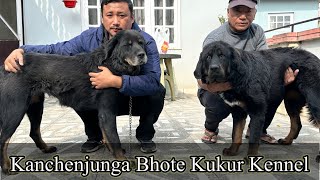 Bhote Kukkur In Nepal | Kanchenjunga Bhote Kukur Kennel | Dog Kennel In Nepal | Bhotia Dog 🐶