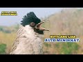 Suara Burung KUTILANG GACOR Menekan Lawan Ampuh Untuk Memikat Burung Kutilang Liar Auto Mendekat