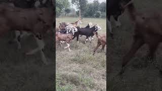 #A glimpse of village life.. with Raju n Mahender's Goats