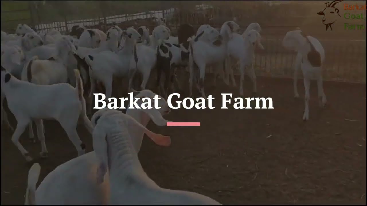 Barkat Goat Farm: Sojat Goat Male Goat for Sale | Akbar Ali