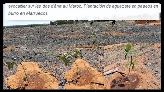 avocatier sur les dos dâne au Maroc, Plantación de aguacate en paseos en burro en Marruecos